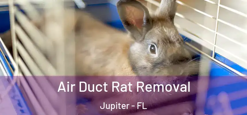 Air Duct Rat Removal Jupiter - FL